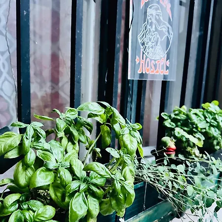 Gaia Astoria Vandrarhem